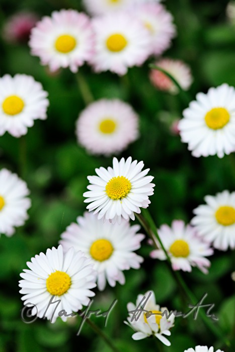 blühende Gänseblümchen auf der Wiese einer Lichtung