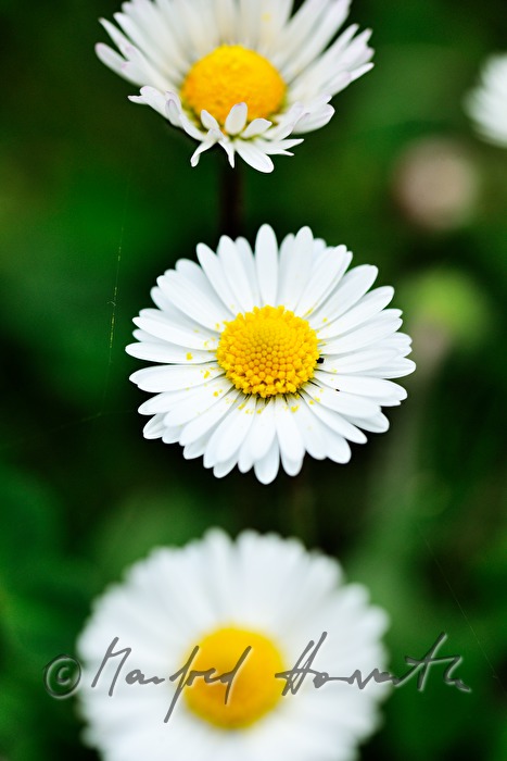 blühende Gänseblümchen auf der Wiese einer Lichtung