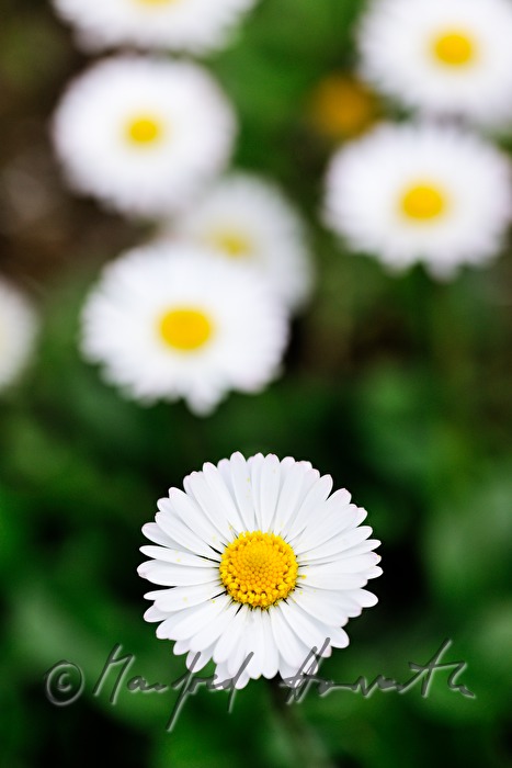 blühende Gänseblümchen auf der Wiese einer Lichtung