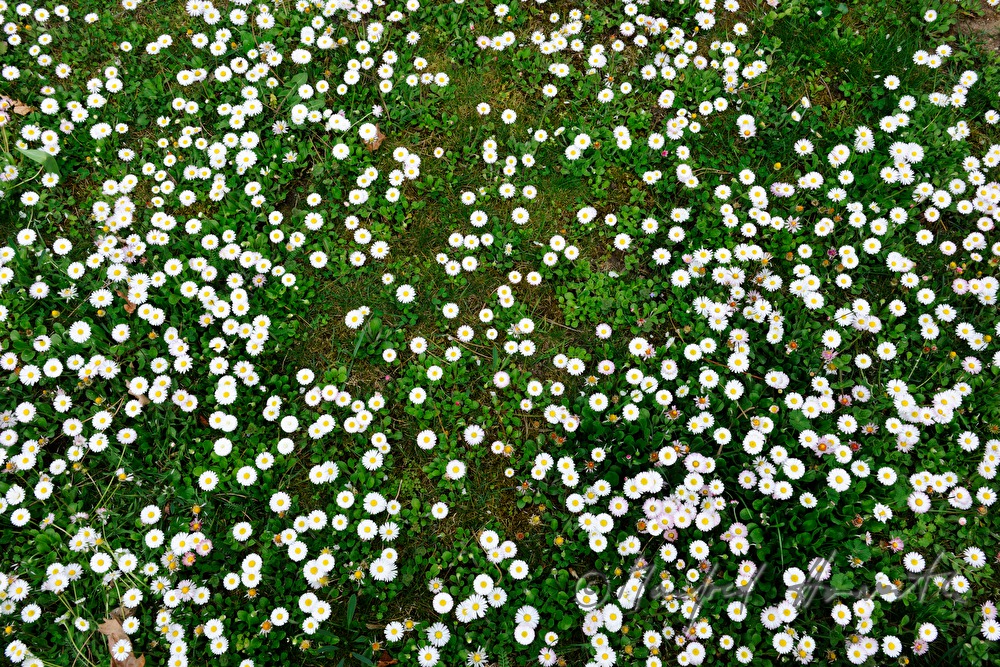 blühende Gänseblümchen auf der Wiese einer Lichtung