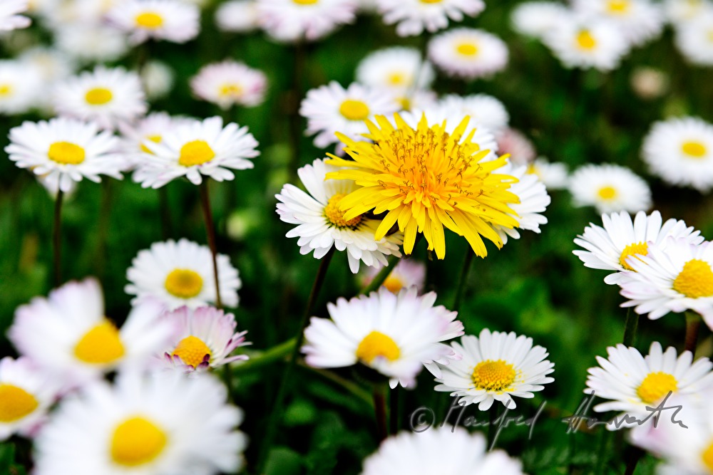 blühende Gänseblümchen auf der Wiese einer Lichtung