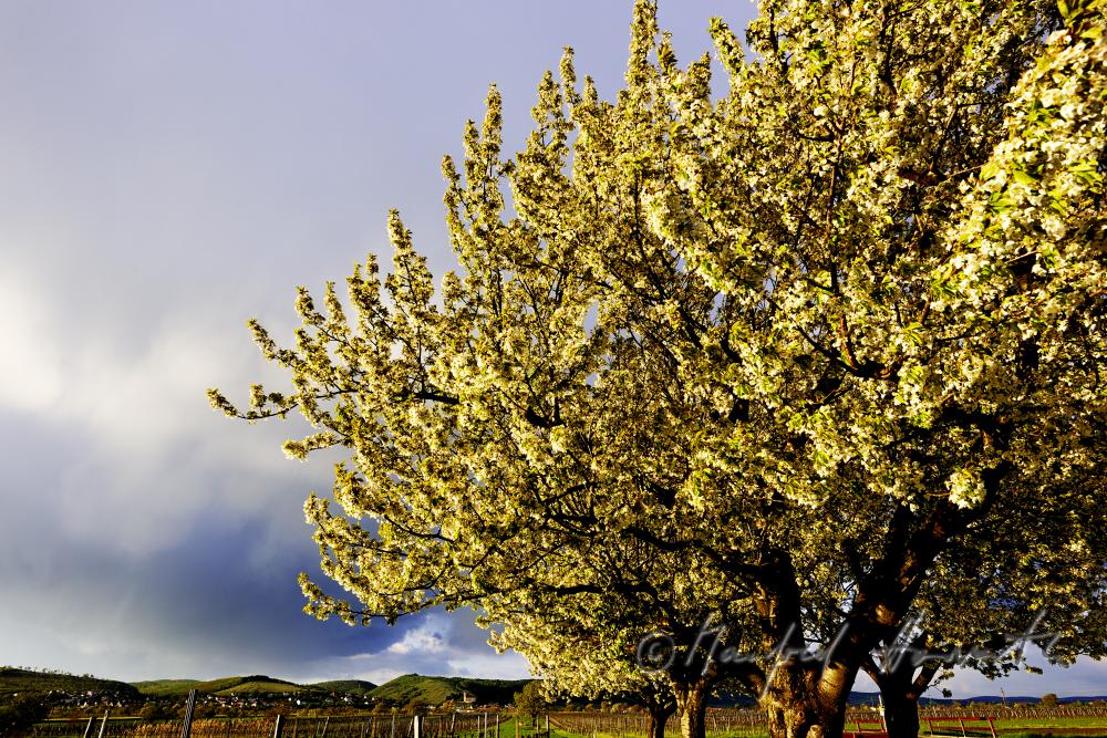 blühender Kirschenbaum im Feld