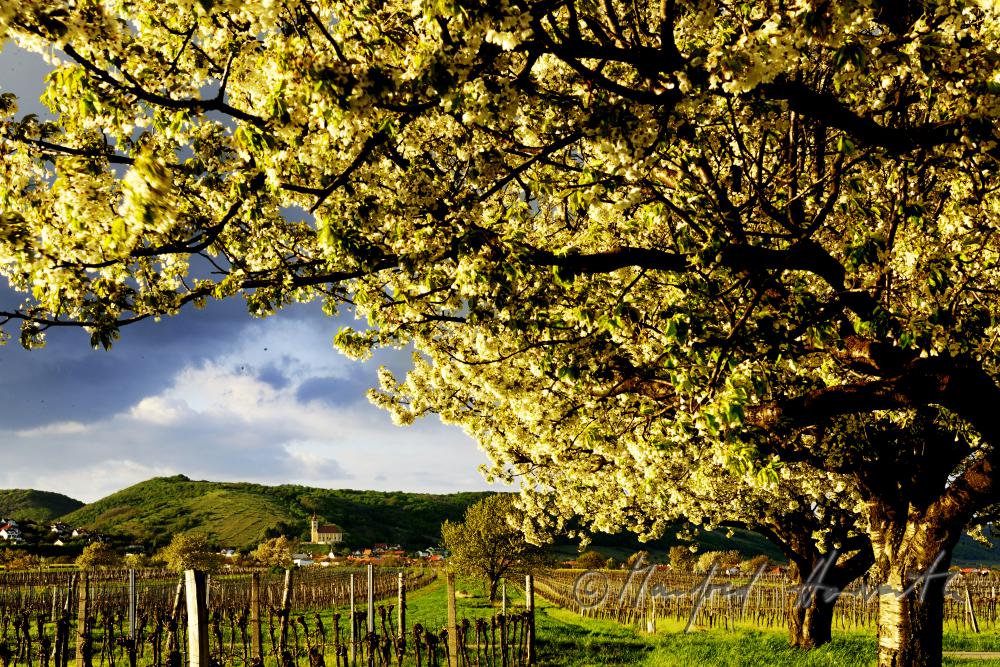blühender Kirschenbaum im Feld