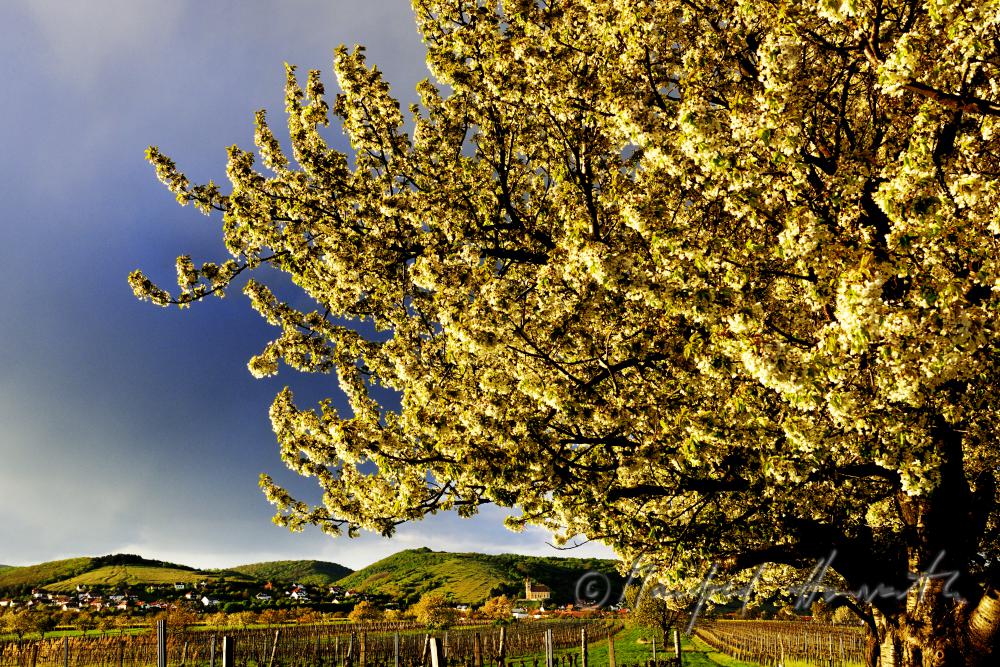 blühender Kirschenbaum im Feld