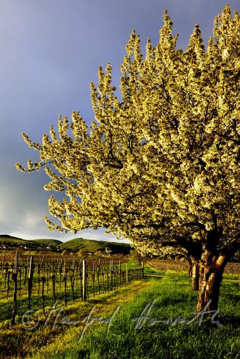 blühender Kirschenbaum im Feld