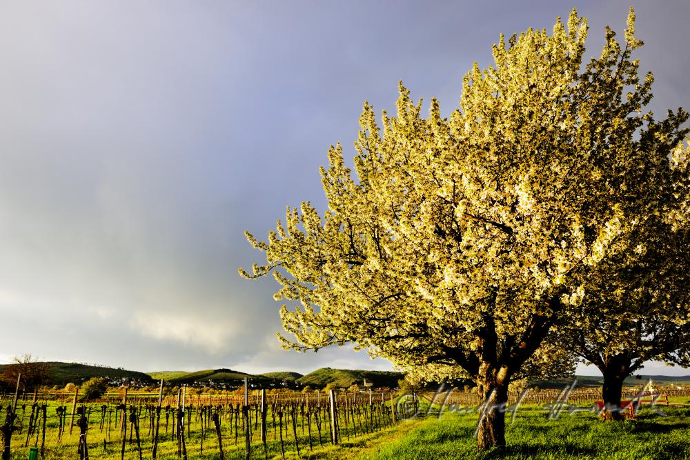 blühender Kirschenbaum im Feld