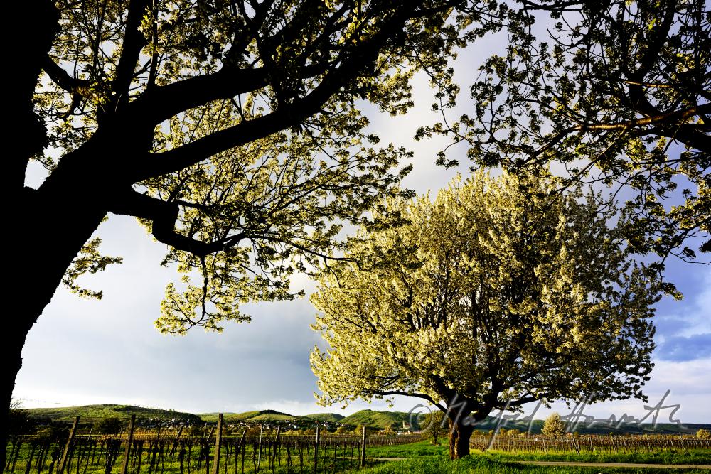 blühender Kirschenbaum im Feld