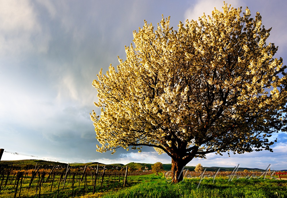 blühender Kirschenbaum im Feld