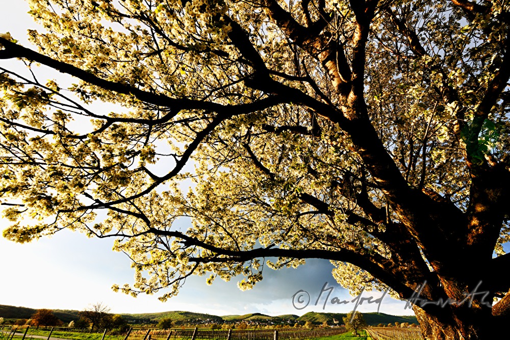 blühender Kirschenbaum im Feld