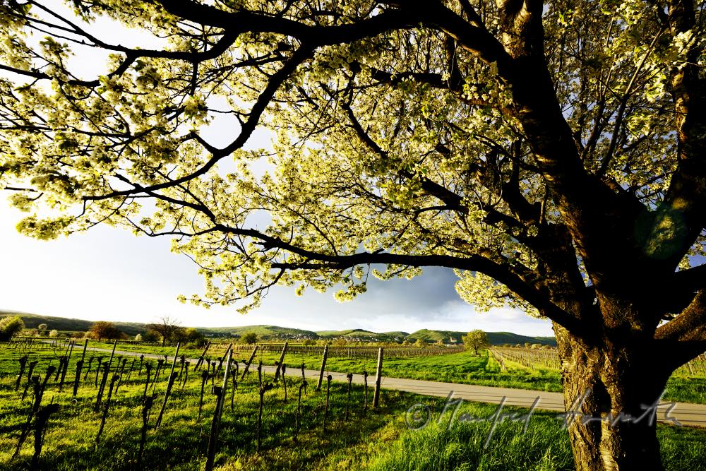 blühender Kirschenbaum im Feld