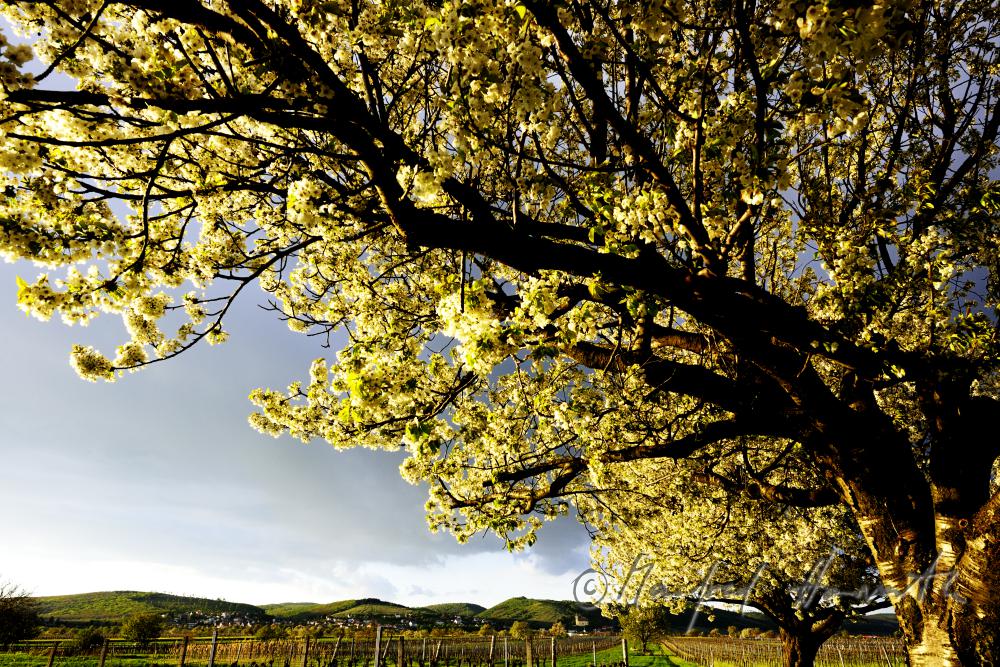 blühender Kirschenbaum im Feld