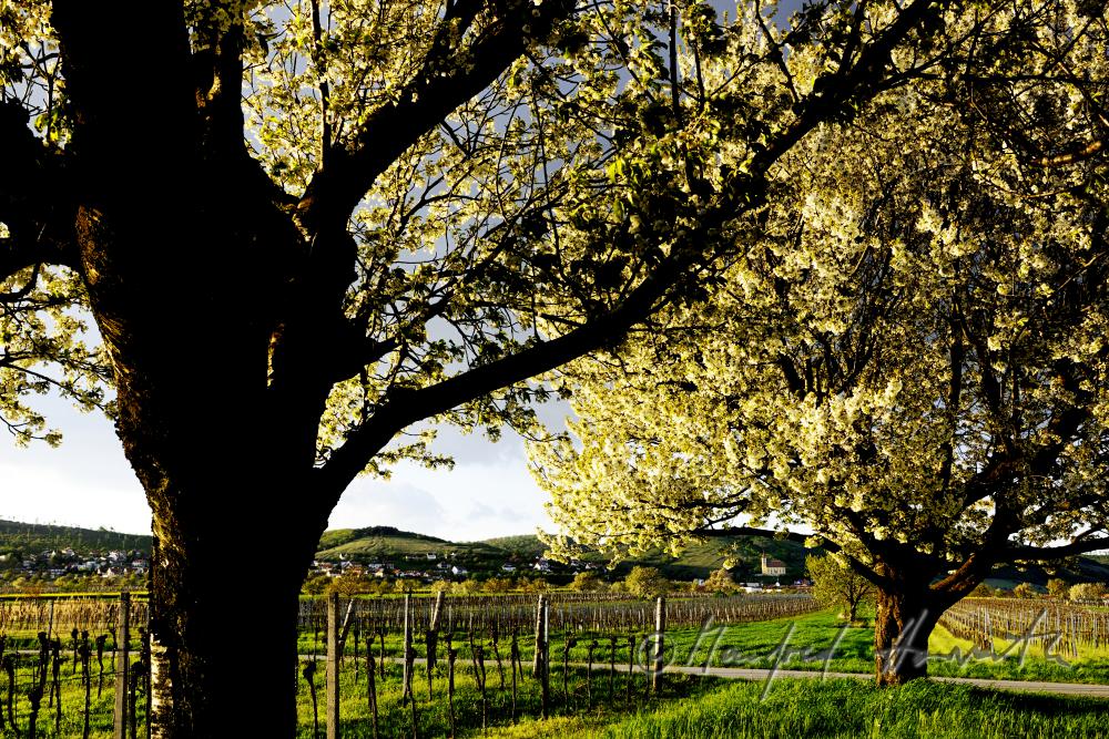 blühender Kirschenbaum im Feld