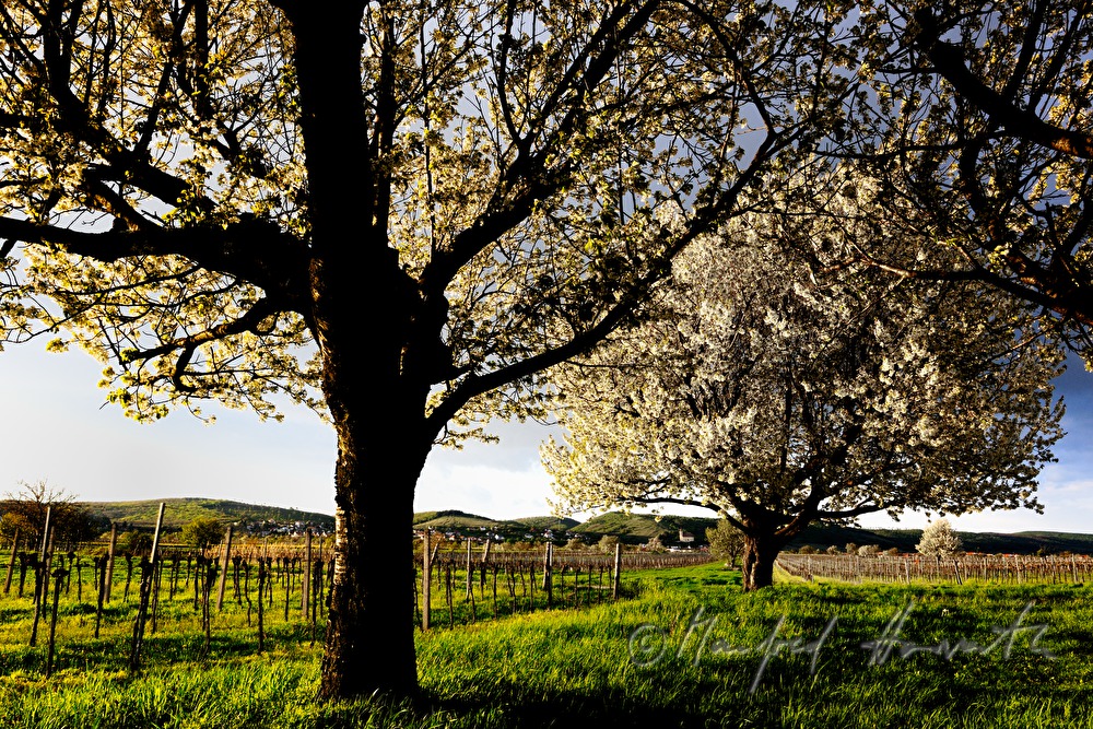 blühender Kirschenbaum im Feld