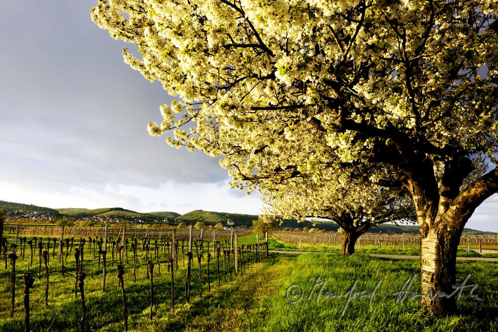 blühender Kirschenbaum im Feld