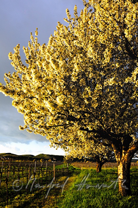 blühender Kirschenbaum im Feld