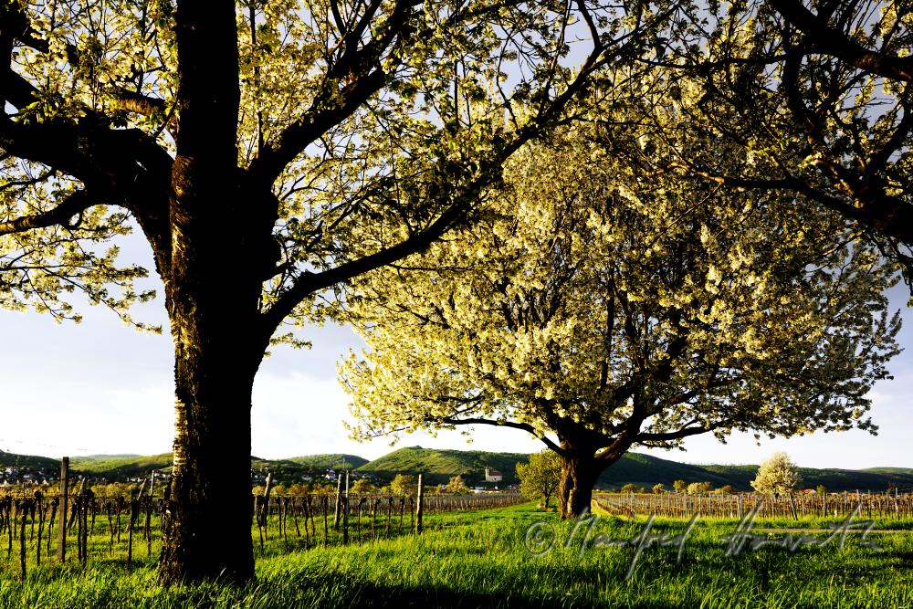 blühender Kirschenbaum im Feld