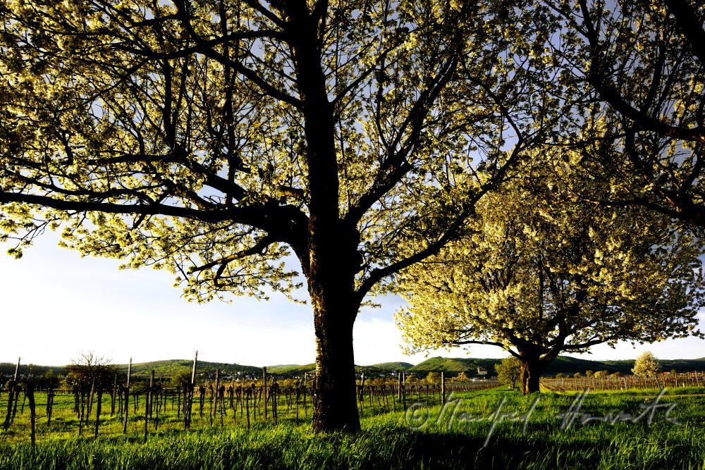 blühender Kirschenbaum im Feld