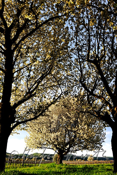 blühender Kirschenbaum im Feld