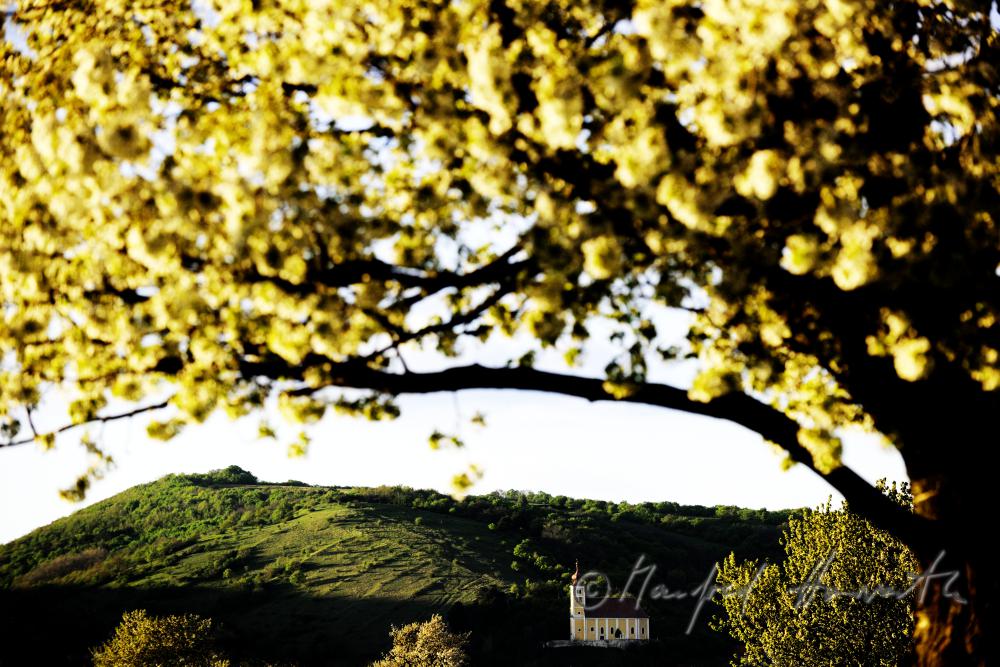 blühender Kirschenbaum im Feld