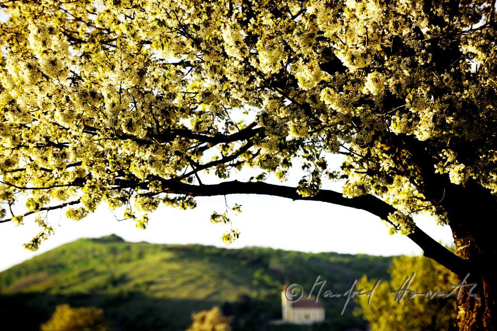 blühender Kirschenbaum im Feld