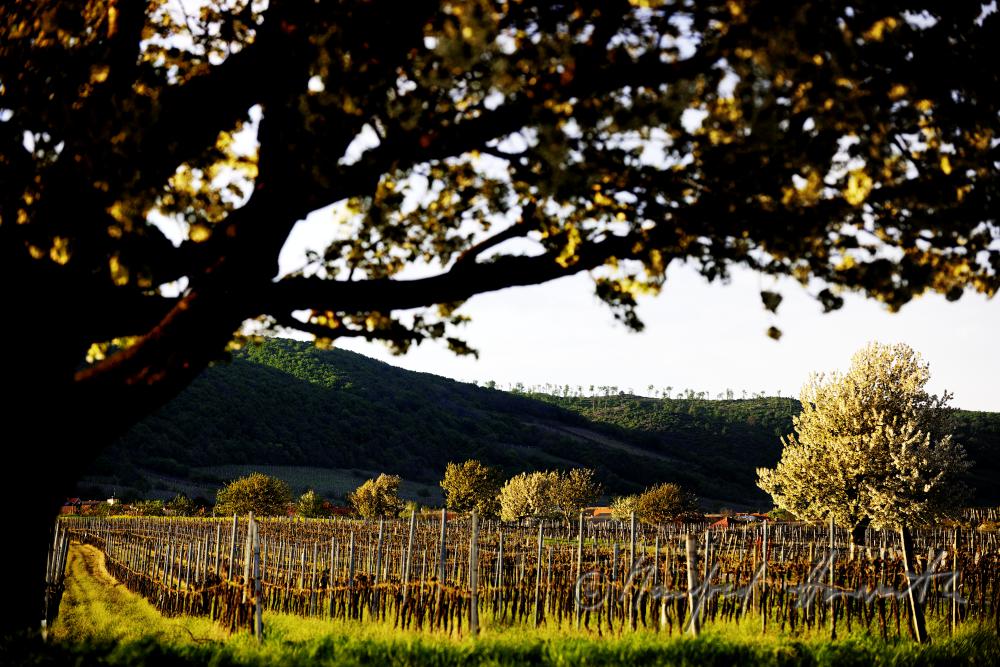 blühender Kirschenbaum im Feld