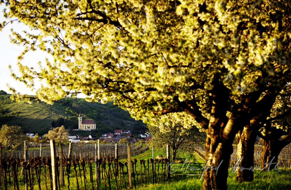 blühender Kirschenbaum im Feld