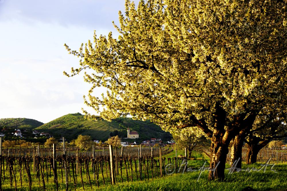 blühender Kirschenbaum im Feld
