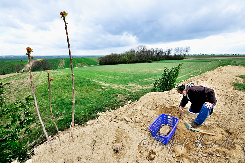 Privat-Archäologe bei Ausgrabungen (Mammut-Zahn)