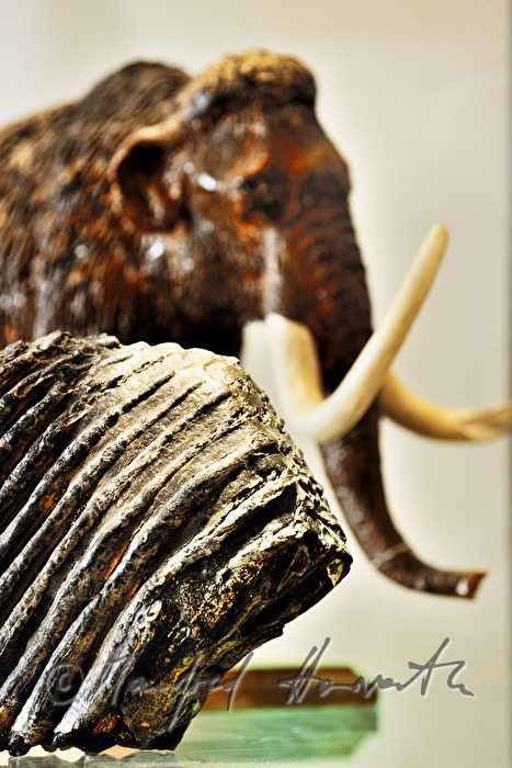 Mammut-Zahn in der Archäologie- und Paläontologie-Ausstellung