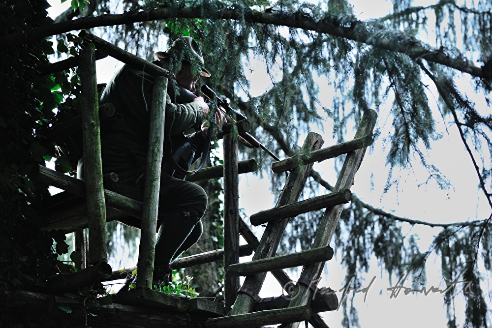 Jäger auf dem Hochstand schießt auf einen Rehbock
