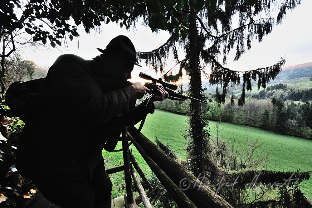Jäger auf dem Hochstand schießt auf einen Rehbock