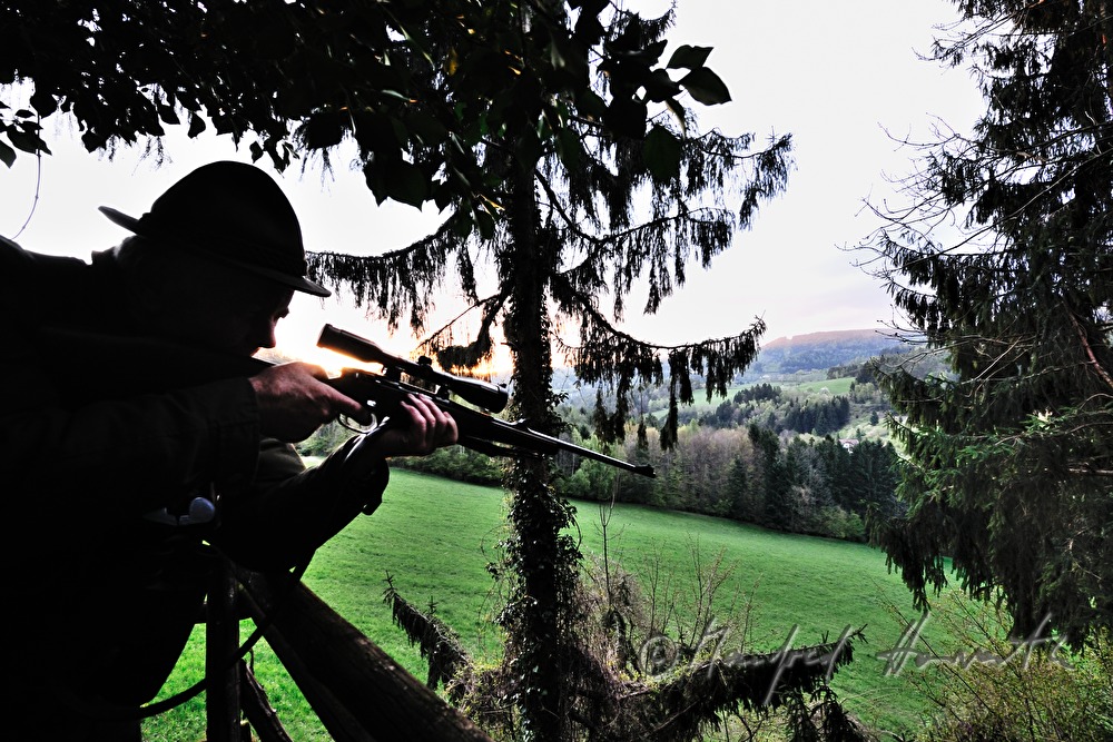 Jäger auf dem Hochstand schießt auf einen Rehbock