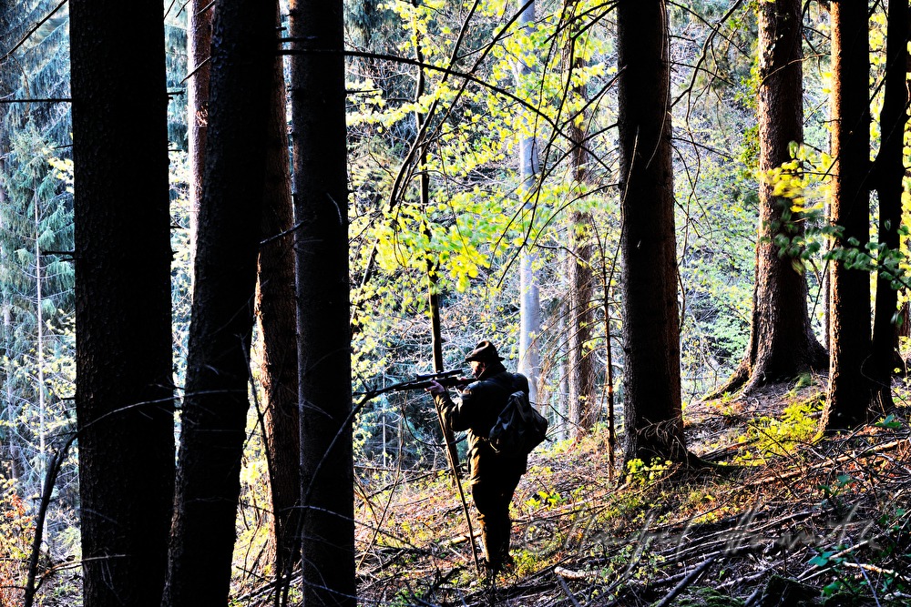 Jäger auf einer Waldlichtung schießt auf einen Rehbock