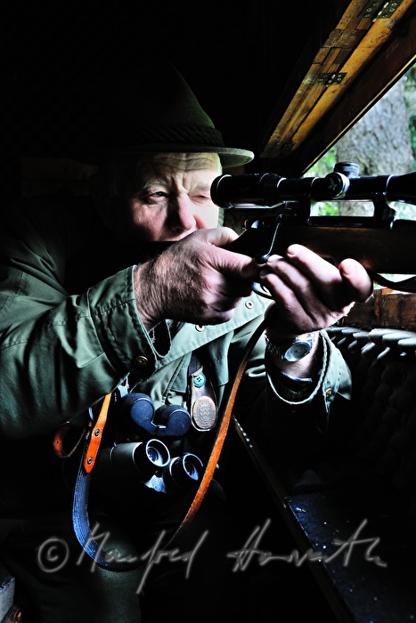 Jäger auf dem Hochstand schießt auf einen Rehbock