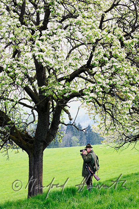 Jäger beobachtet das Wild in einer Obstplantage