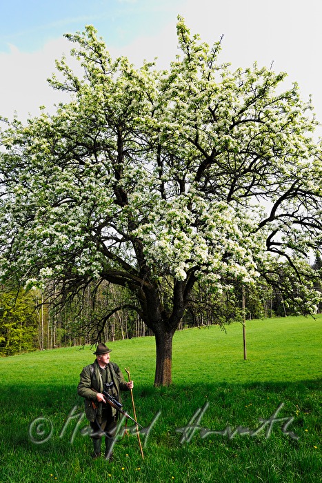 Jäger beobachtet das Wild in einer Obstplantage