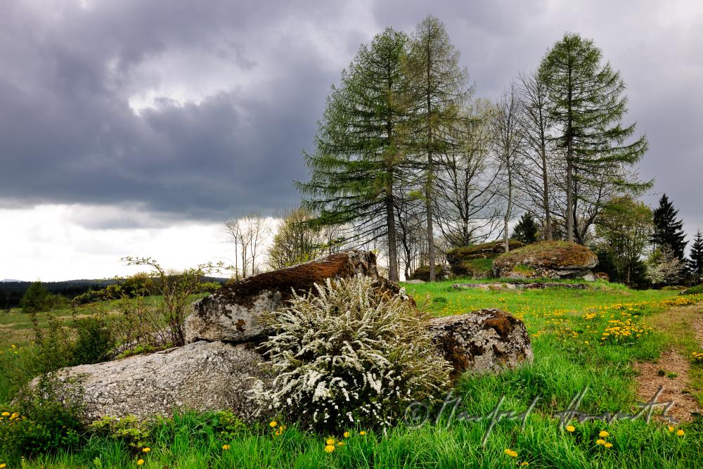 verstreute Granit-Findlinge am Waldrand