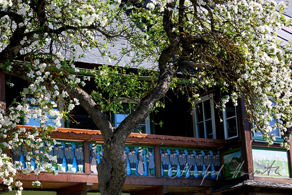 Balkon einer Pension und blühender Baum