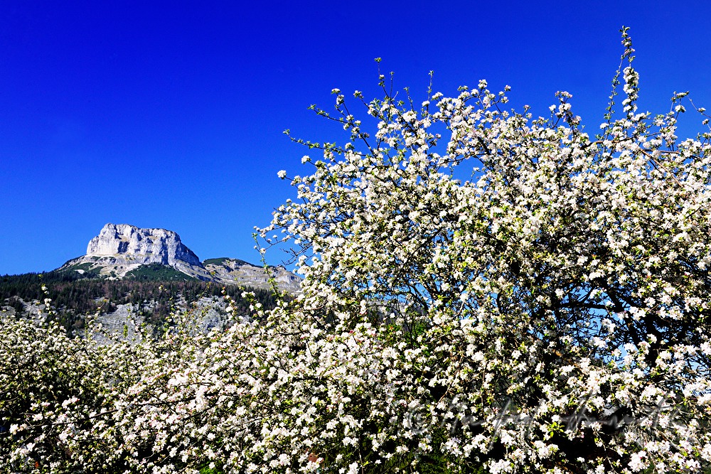 blühender Apfelbaum und Spitze des Loser