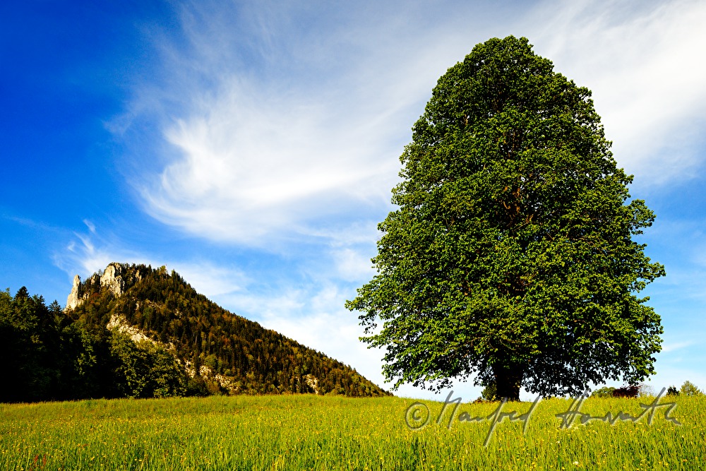 Lindenbaum auf einer Wiese und Gipfel des Loser