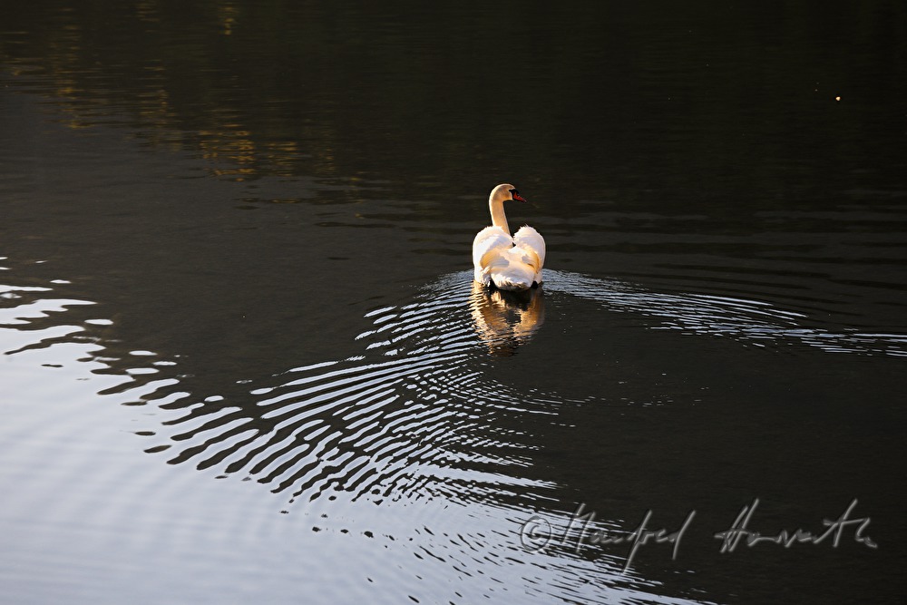 Weisser Schwan schwimmt auf dem See