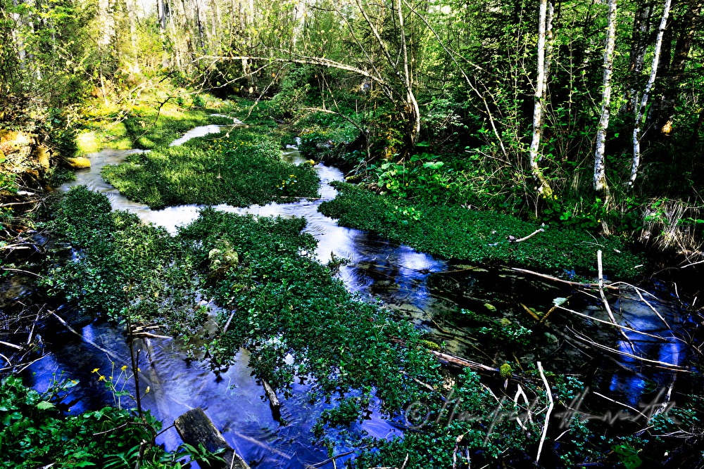 Toplitzbach mäandert durch den Wald