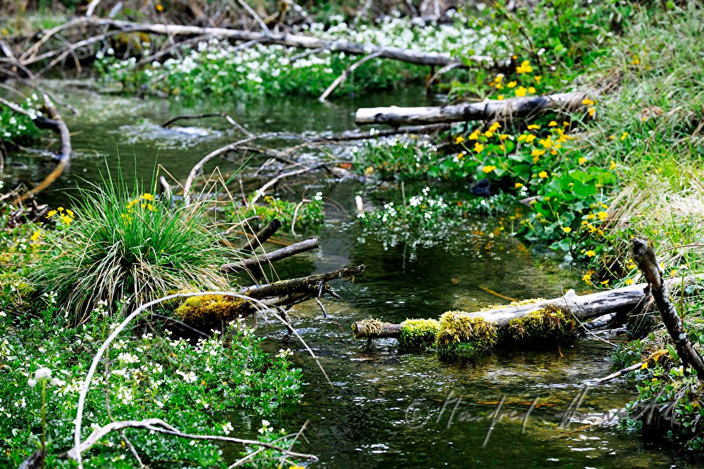 Moos, Flechten und Altholz beim Toplitzbach
