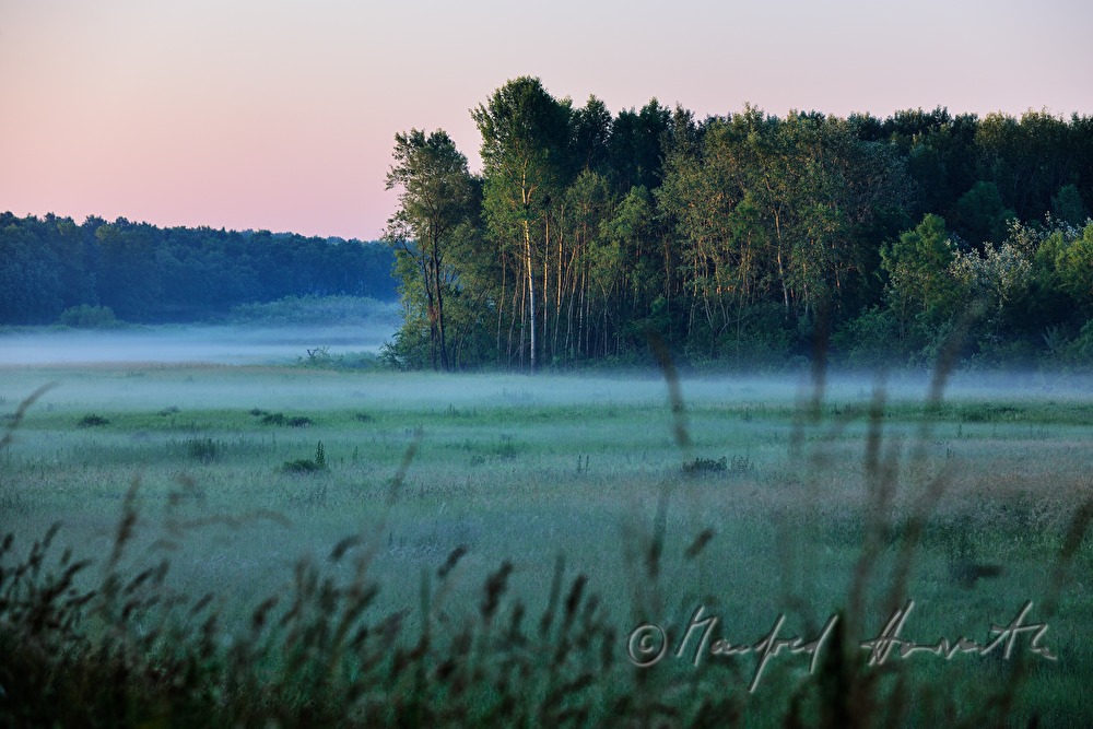 Morgennebel über den Feuchtwiesen der Thaya-Au