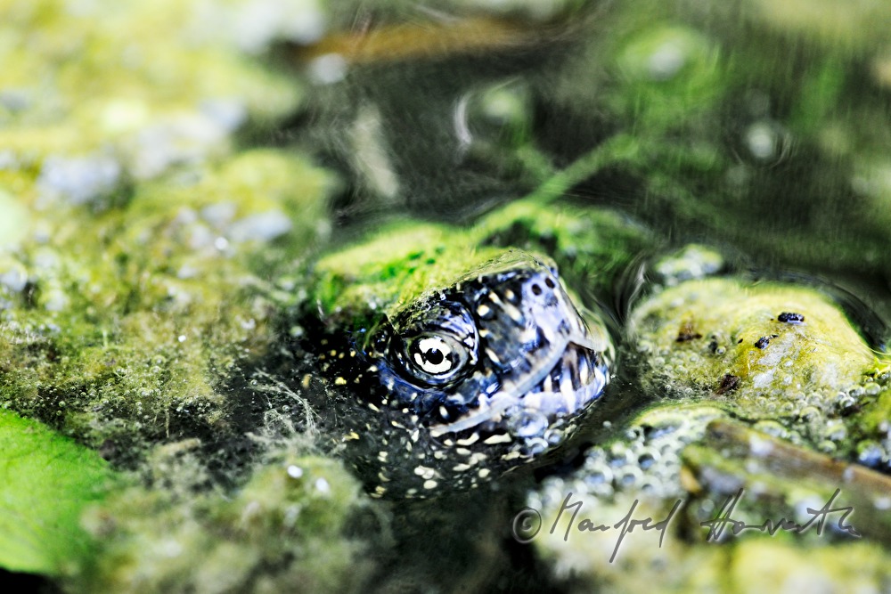 Europäische Sumpfschildkröte