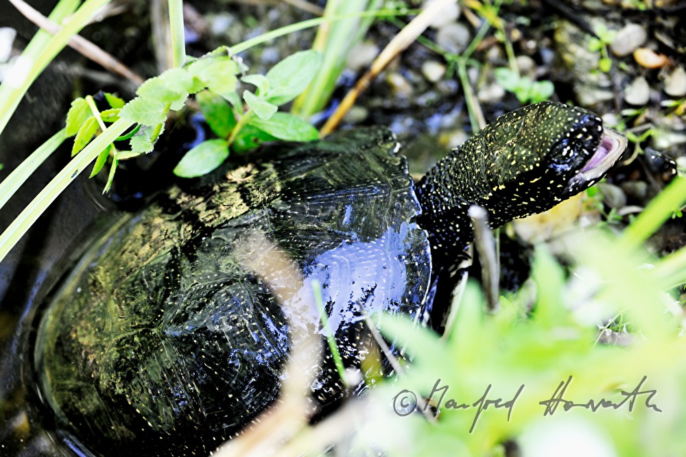 Europäische Sumpfschildkröte