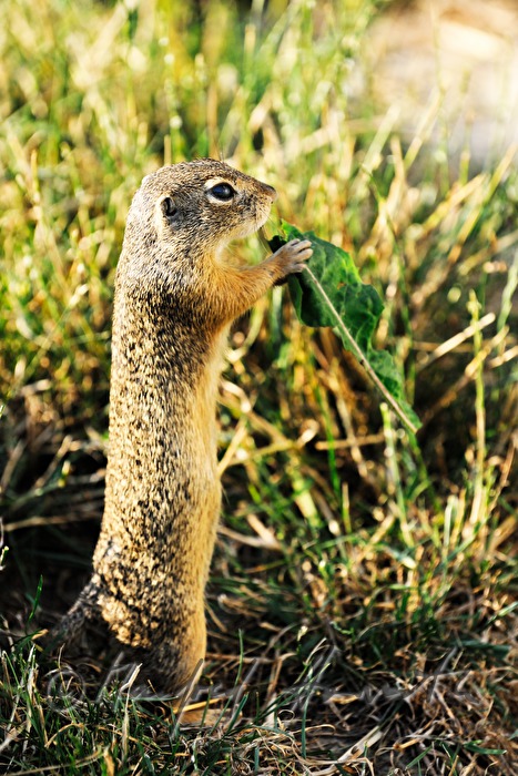 Ziesel im Naturschutzgebiet Thenau