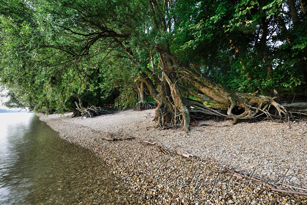 ausgeschwemmte Wurzeln einer Weide am Donauufer
