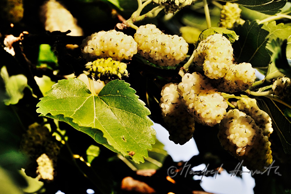 reife Weiße Maulbeeren auf einem 200-jährigen Baum