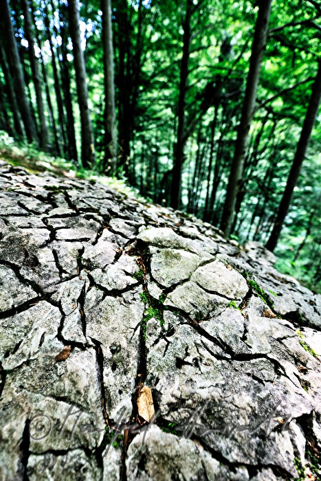 verwitterter Kalkstein mit Rissen im Wald